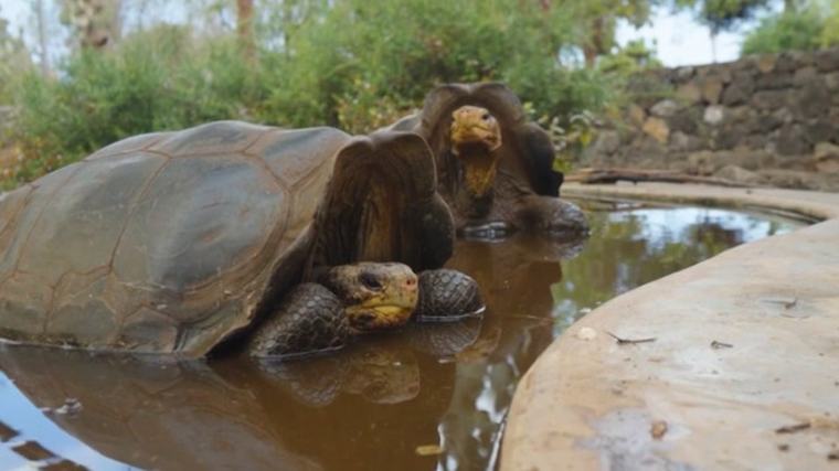 Vuelven las "tortugas alienígenas" a la isla Galápagos de la que desaparecieron en el siglo XIX
