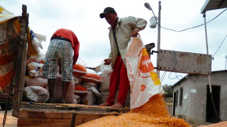 Industria asegura que ha absorbido casi toda la cosecha de maíz de invierno