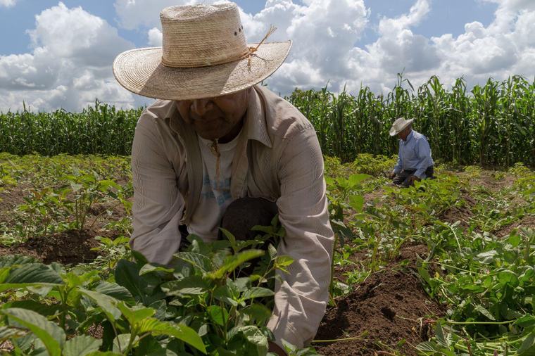 El fenómeno de El Niño enciende las alertas en el agro ecuatoriano