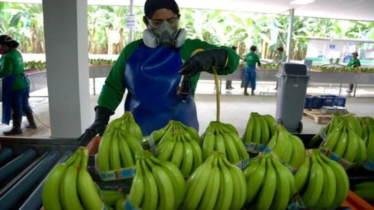 Banano ecuatoriano: Ubesa, Reybanpac y Comersur lideran las ventas en un sector en expansión