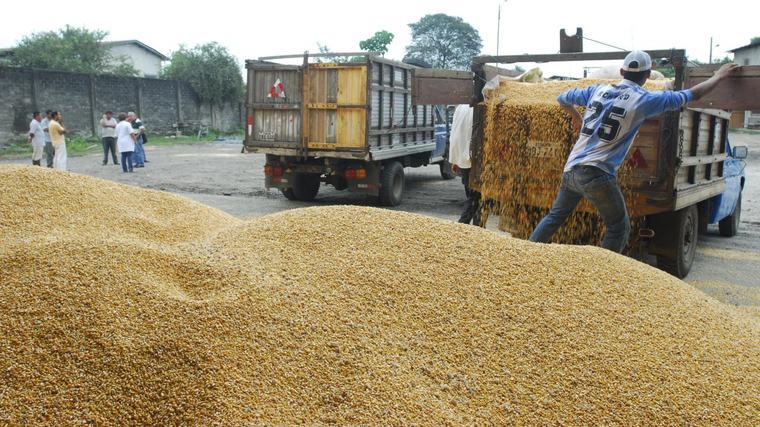 Productores de maíz suspenden el paro organizado para 1 de septiembre de 2026