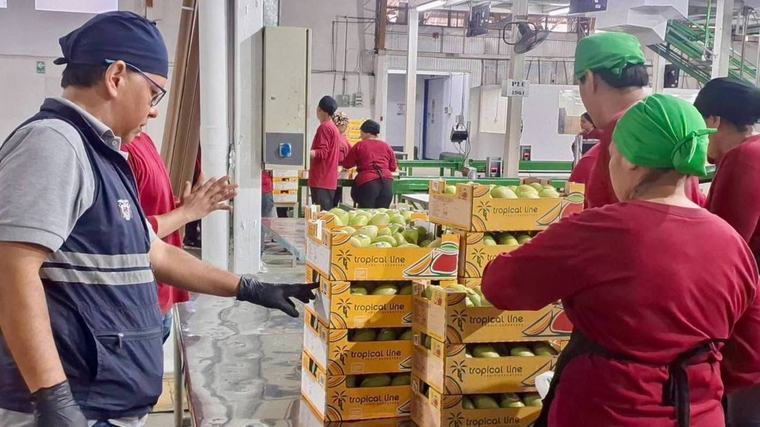 Ecuador inicia la exportación de mango 2026-2027 con envío a Canadá
