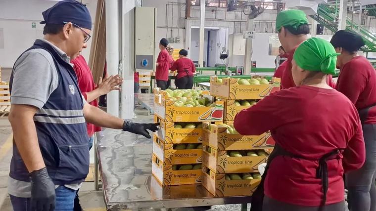El mal clima adelanta la exportación de mango, pero amenaza con afectar el 40 % de producción