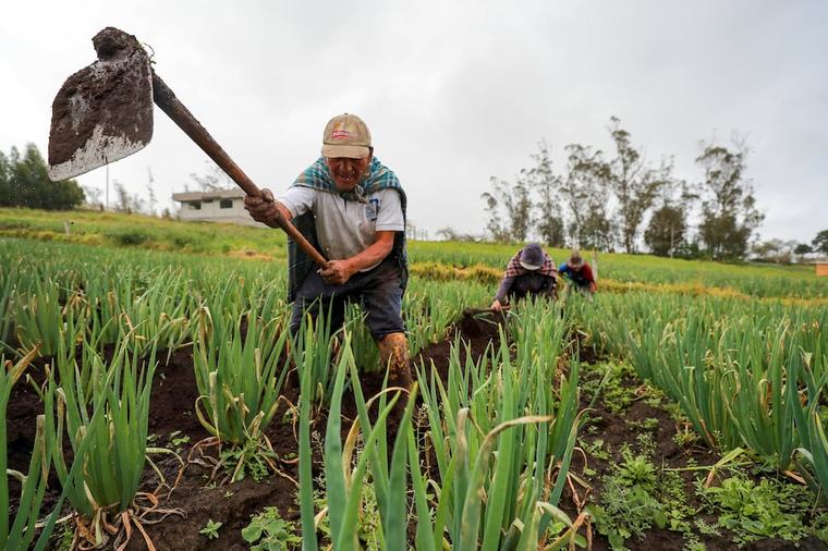 Atención a la agricultura nacional