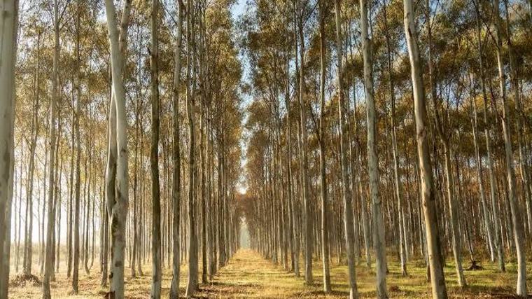 Plantar millones de árboles no siempre salva los bosques y puede agravar el cambio climático
